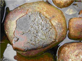 Re: La Alga Diatomea ataca de nuevo.